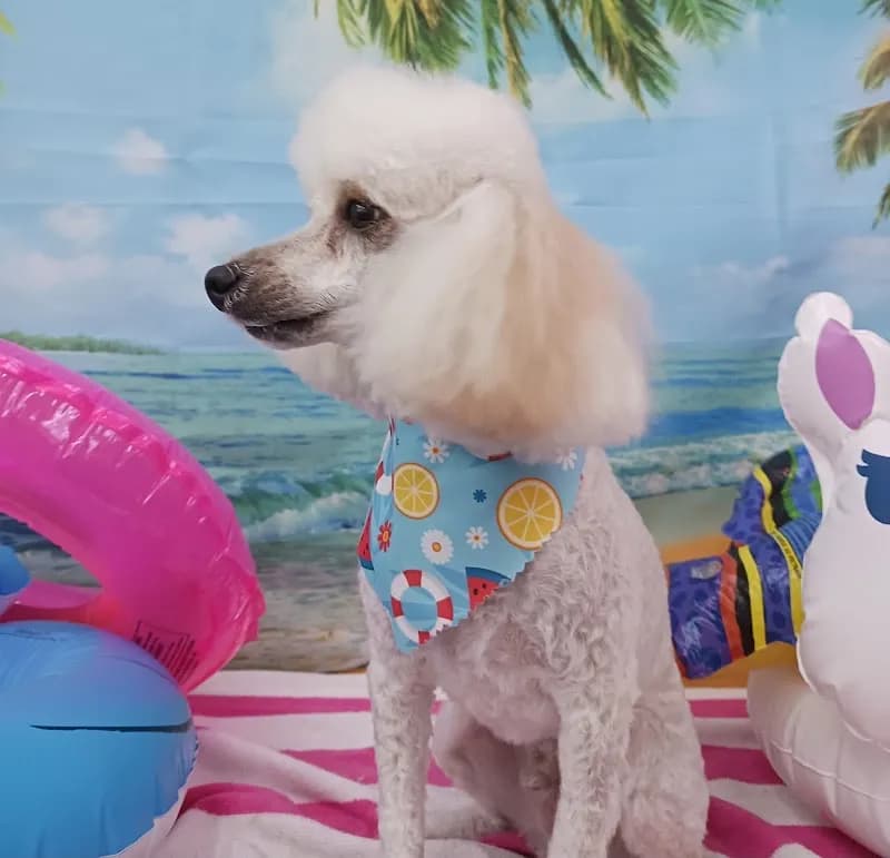 View of Downtown Paw Spa in Coweta, OK