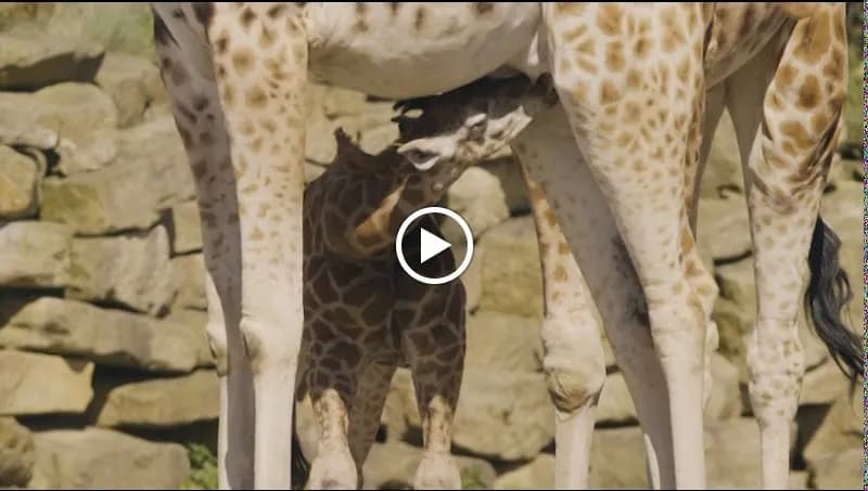 View of Dublin Zoo in Dublin, DUB