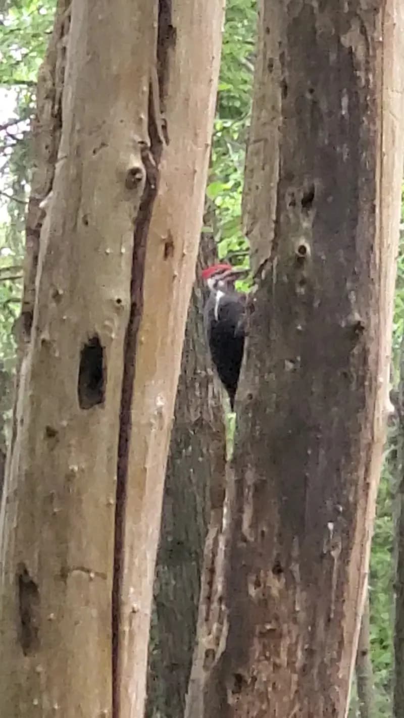 View of Eagle Ridge Park in Port Coquitlam, BC
