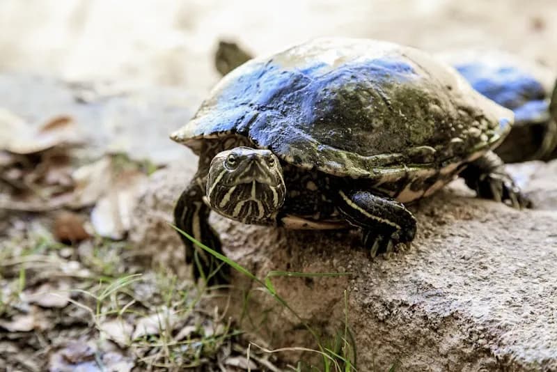 Exotic Animal World (Previously Butterfly World) zoo in Paarl, WC
