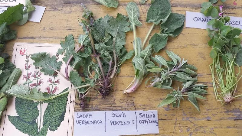 Fattoria Biologica Le Bricchiette farmstay in Bracciano, Lazio