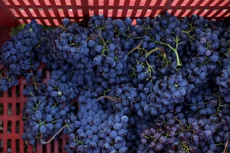 Fattoria di Sammontana winery in San Casciano in Val di Pesa, Tuscany