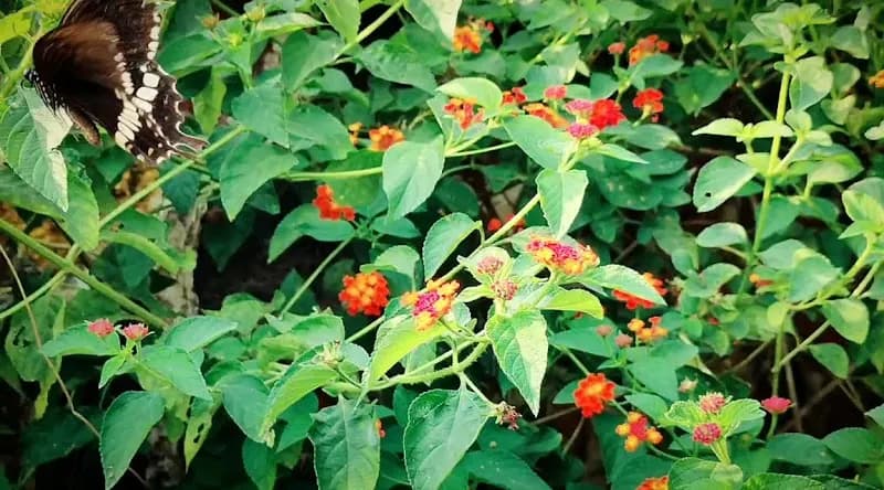 View of Fidel Castro Park (Mahim Causeway) in Mumbai, MH