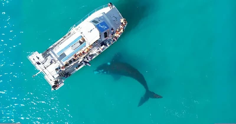 Gansbaai Dyer Island Boat Tours adventure in Hermanus, WC