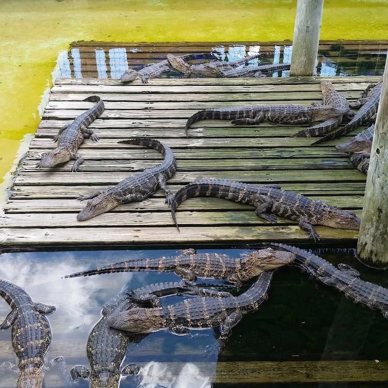 View of Gatorland in Dr. Phillips, FL