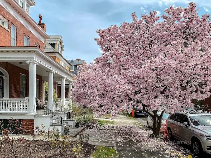 Ghent neighborhood in Norfolk, VA