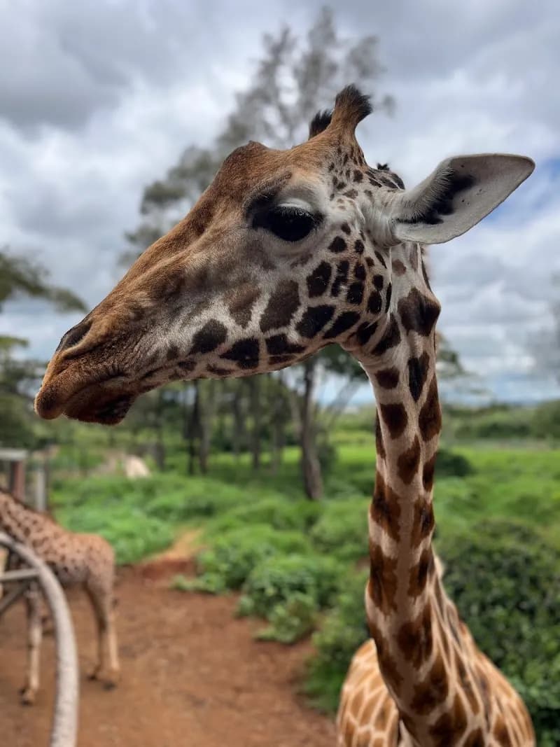 Giraffe Centre (nearby Langata) zoo in Muthaiga, Nairobi