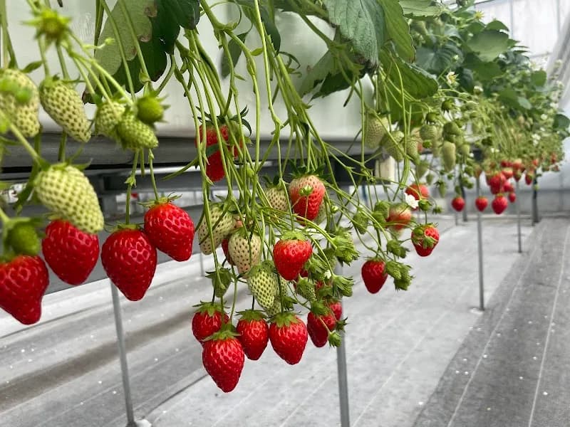 Grand Berry farm in Yao, Osaka