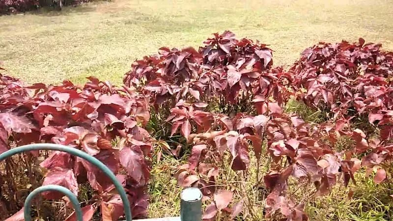 View of Hanging Gardens in Mumbai, MH