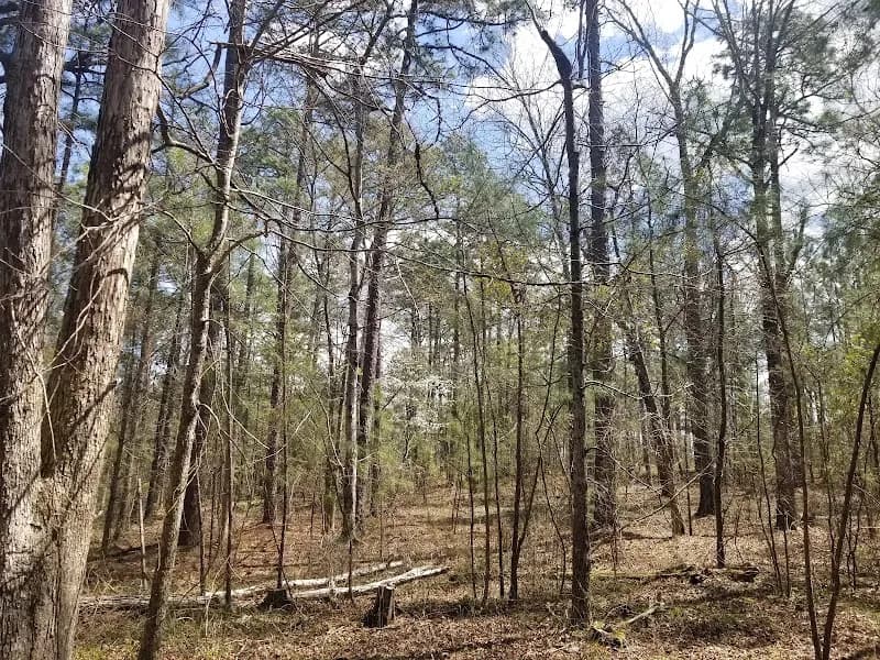 Harbison State Forest woods in Columbia, SC