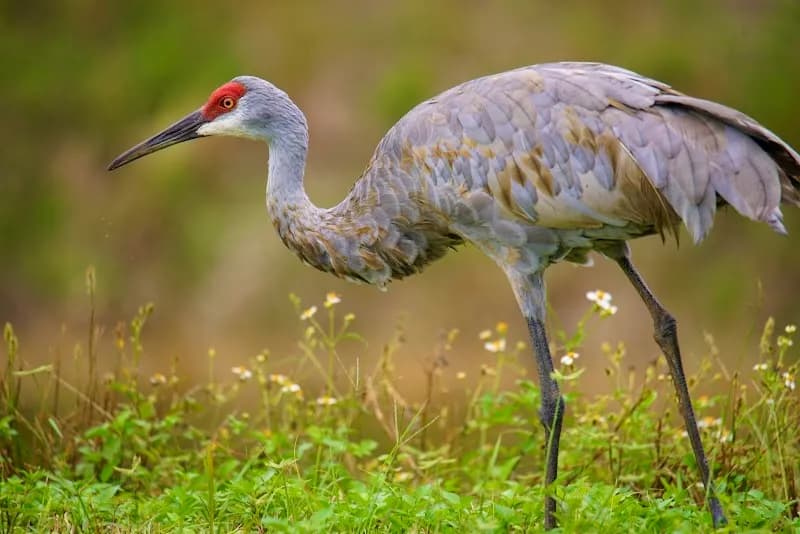 View of Harns Marsh in Fort Myers, FL