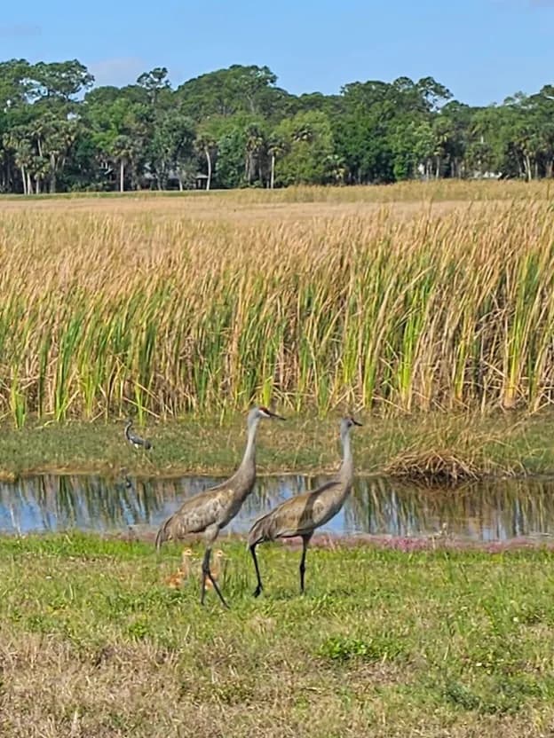 View of Harns Marsh in Fort Myers, FL