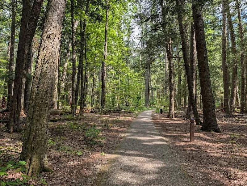 View of Hartwick Pines State Park in Grayling, MI