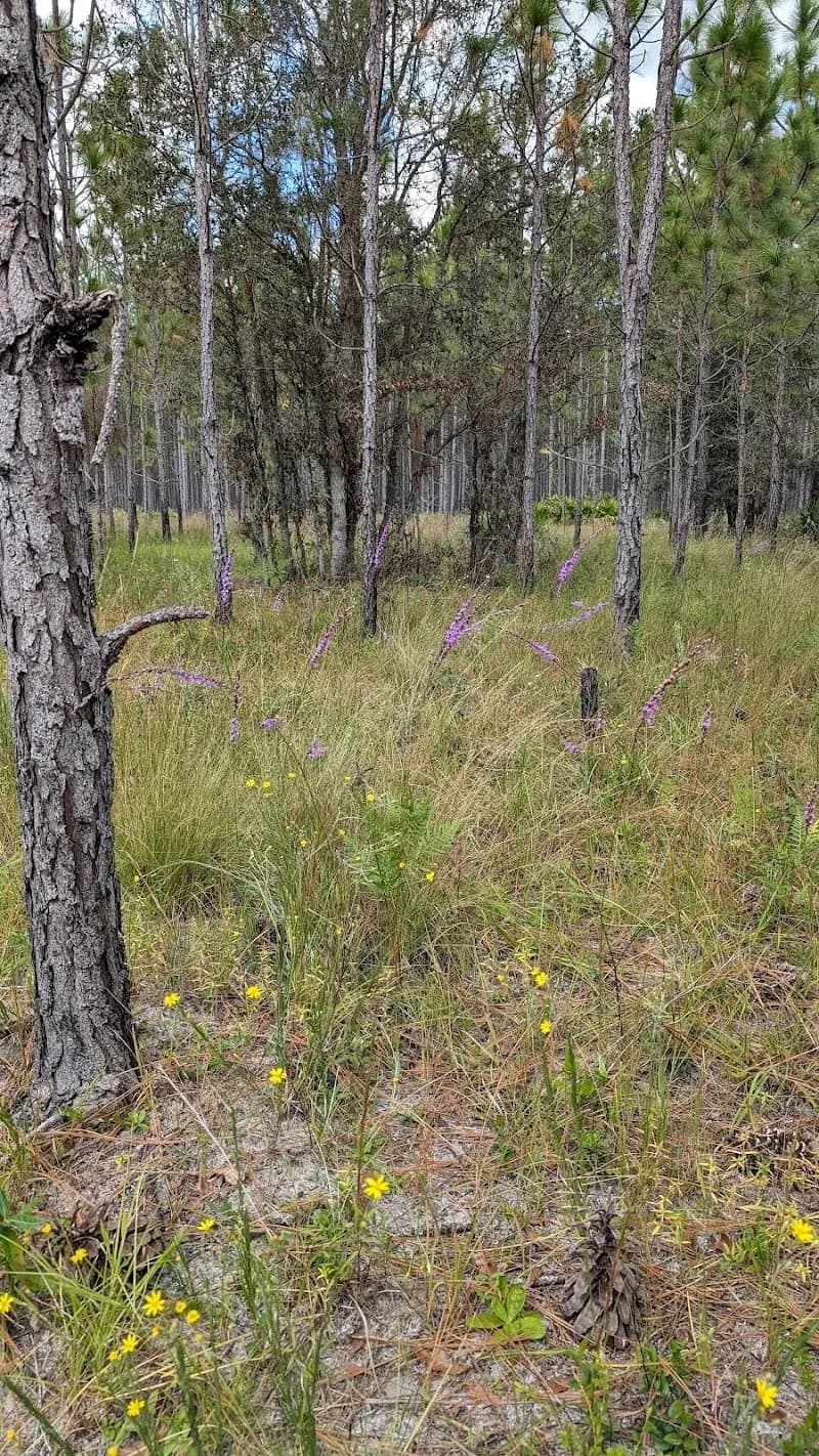 View of Hatchet Creek Wildlife Management Area in Starke, FL