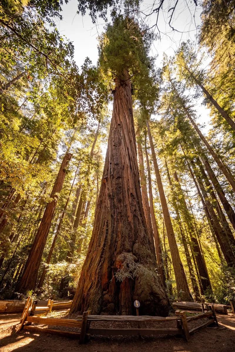 Henry Cowell Redwoods State Park state park in Santa Cruz, CA