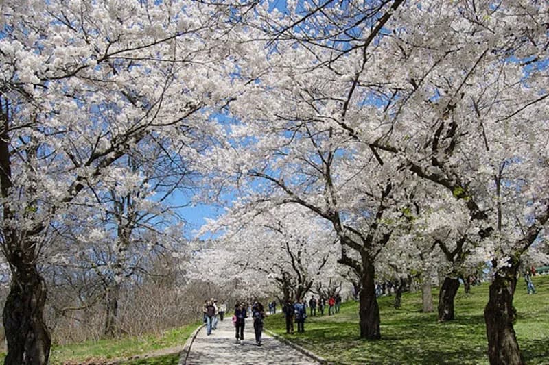 View of High Park in Toronto, ON