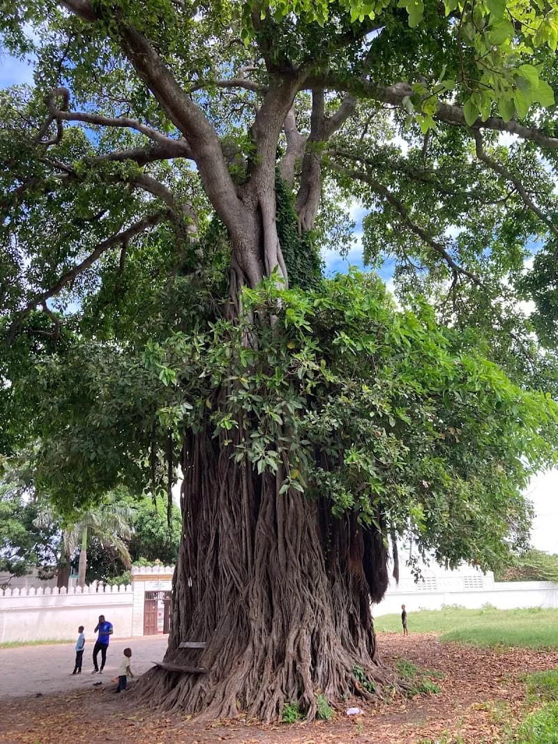 Historic Bagamoyo Park park in Bagamoyo, DSM