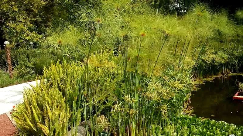 View of Jardín Botánico del Bosque de Chapultepec in Mexico City, CDMX