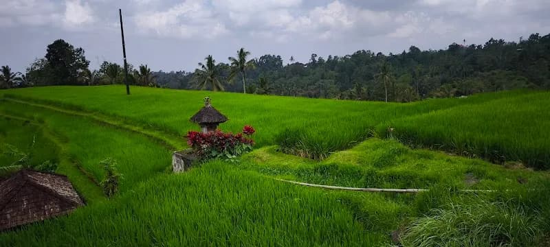 View of Jatiluwih Rice Terraces in Jatiluwih, Bali