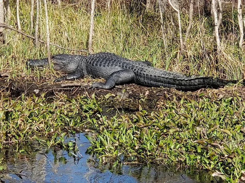 View of Jean Lafitte National Historical Park and Preserve in New Orleans, LA