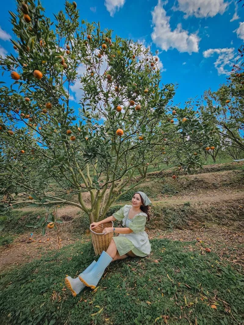 Jin Ju Orange Farm Mae Rim tourist attraction in Mae Rim, CM