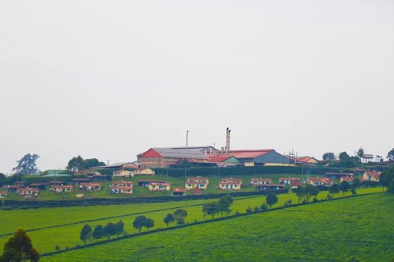 KARIRANA ESTATES(Eden Tea) corporate office in Limuru, Nairobi