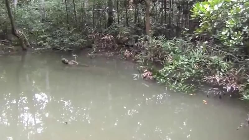 View of Khu căn cứ Vàm Sát Đảo Khỉ in Can Gio, HCMC