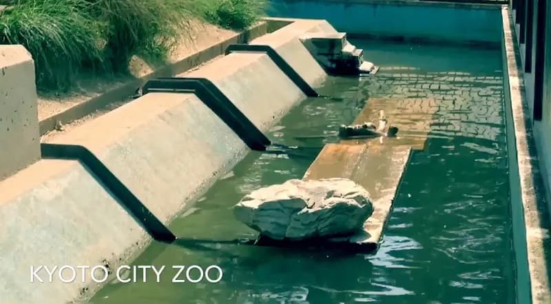 View of Kyoto City Zoo in Kyoto, KT