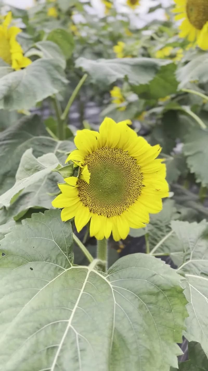 View of La Fresa Bali in Kintamani, Bali