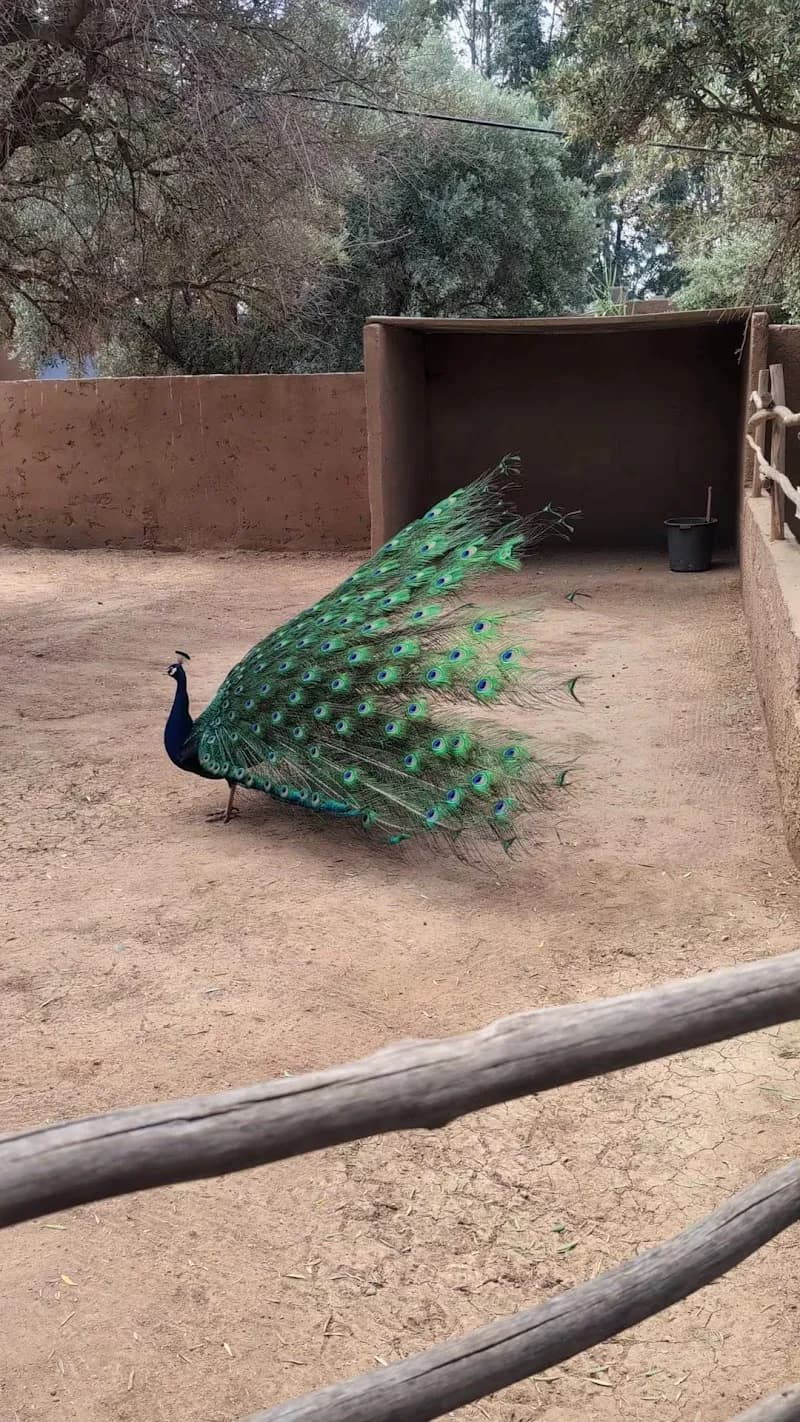 View of La perle aux oiseaux in Marrakech, MRK
