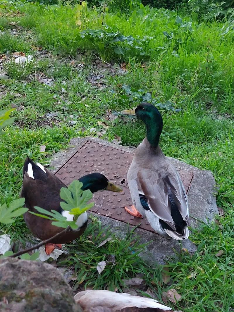View of Laghetto parco EUR Roma in EUR (Esposizione Universale Roma), Lazio