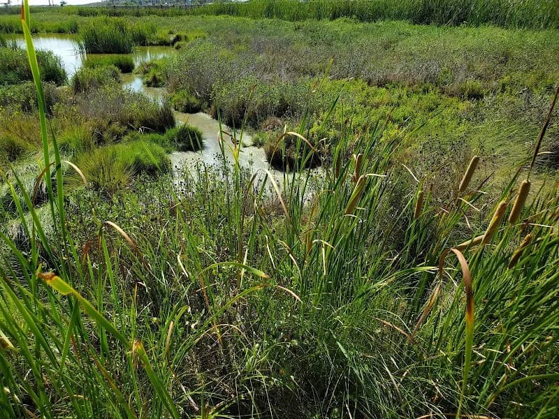 View of Laguna Madre Nature Trail in South Padre Island, TX
