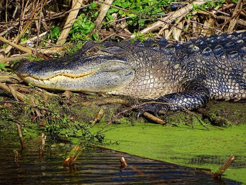 View of Lake Apopka Wildlife Drive in Apopka, FL
