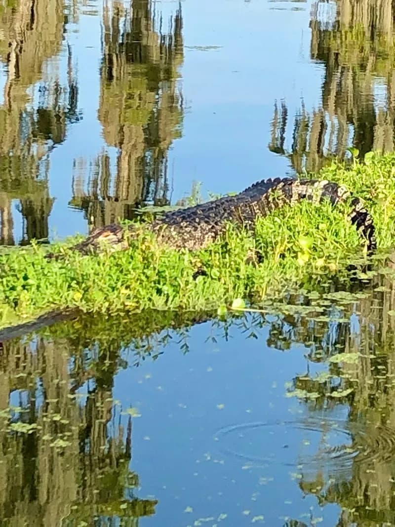 View of Lake Martin, LA in Lafayette, LA