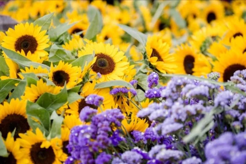 View of Lake Oswego Farmers' Market in Lake Oswego, OR