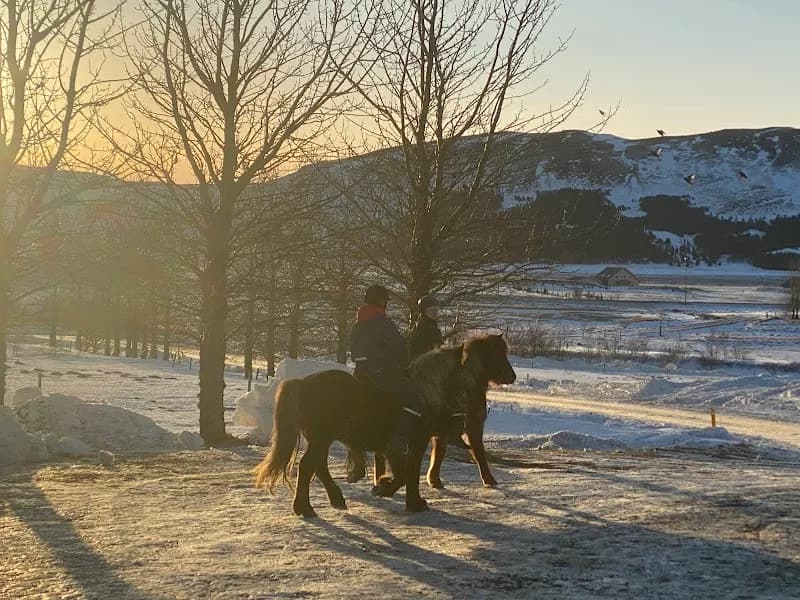 Laxnes Horse Farm tour agency in Mosfellsbær, CR