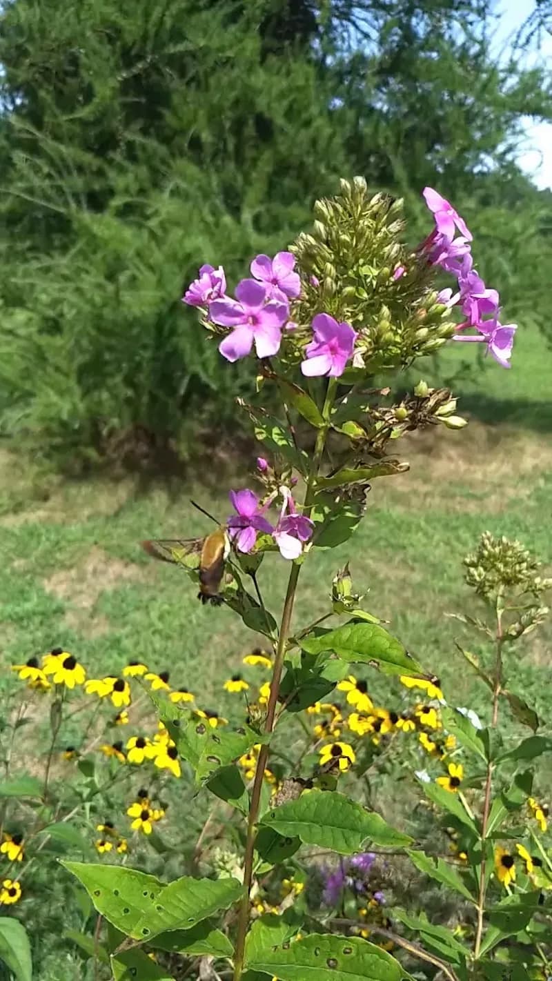View of Leila Arboretum Society in Brooklyn, MI