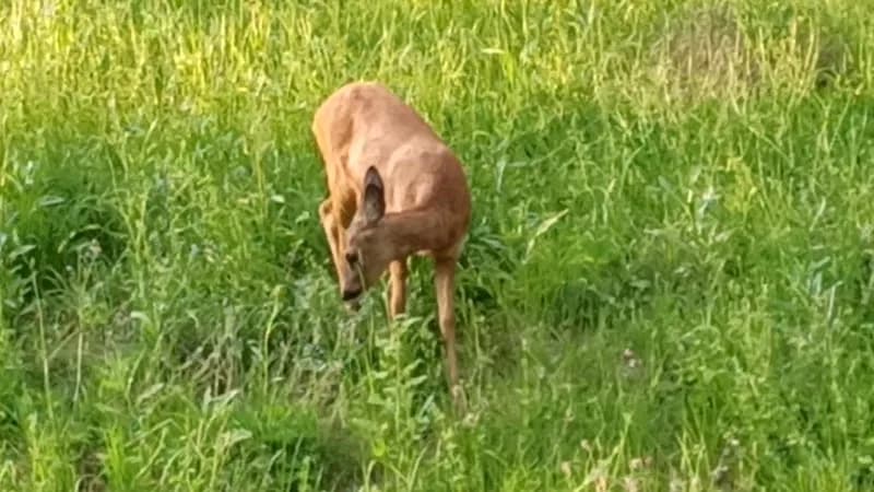 Lill-Jansskogen woods in Nacka, Stockholm