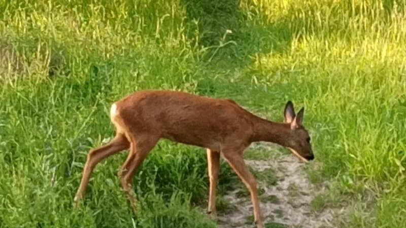 View of Lill-Jansskogen in Nacka, Stockholm