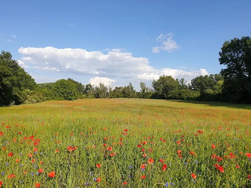 Lobau Nature Reserve nature preserve in Hirschstetten, VIE