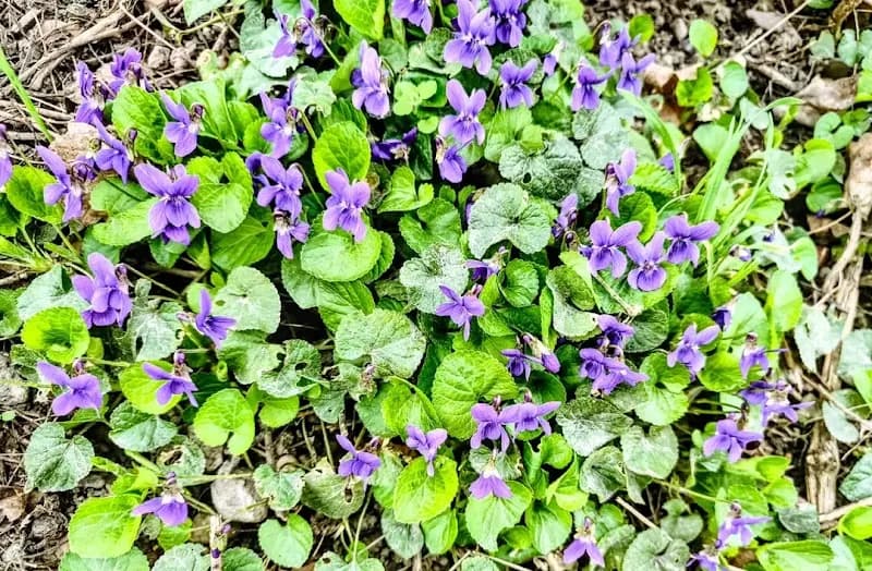 View of Lobau Nature Reserve in Hirschstetten, VIE