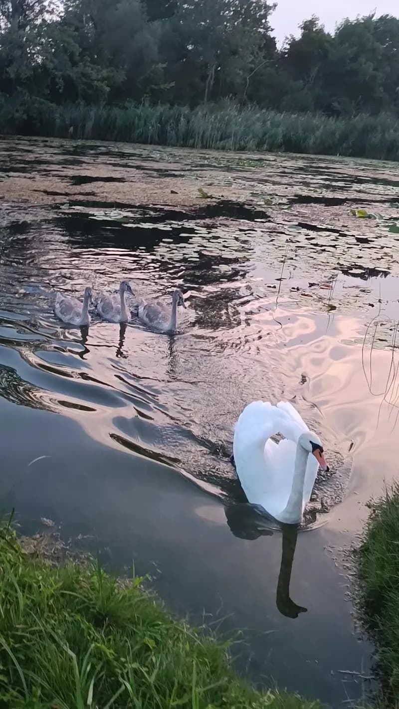 View of Lobau Nature Reserve in Hirschstetten, VIE
