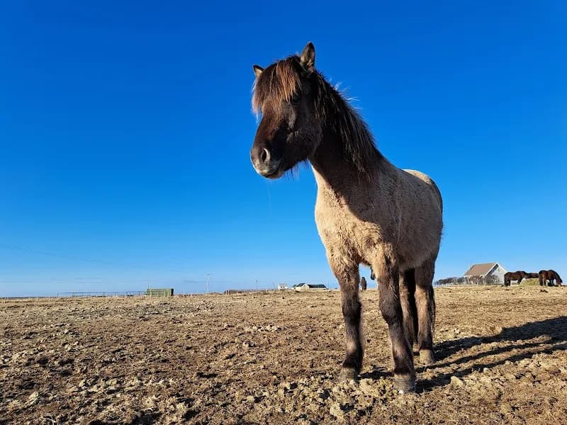 Local Icelandic Farm Experience farm in Álftanes, CR
