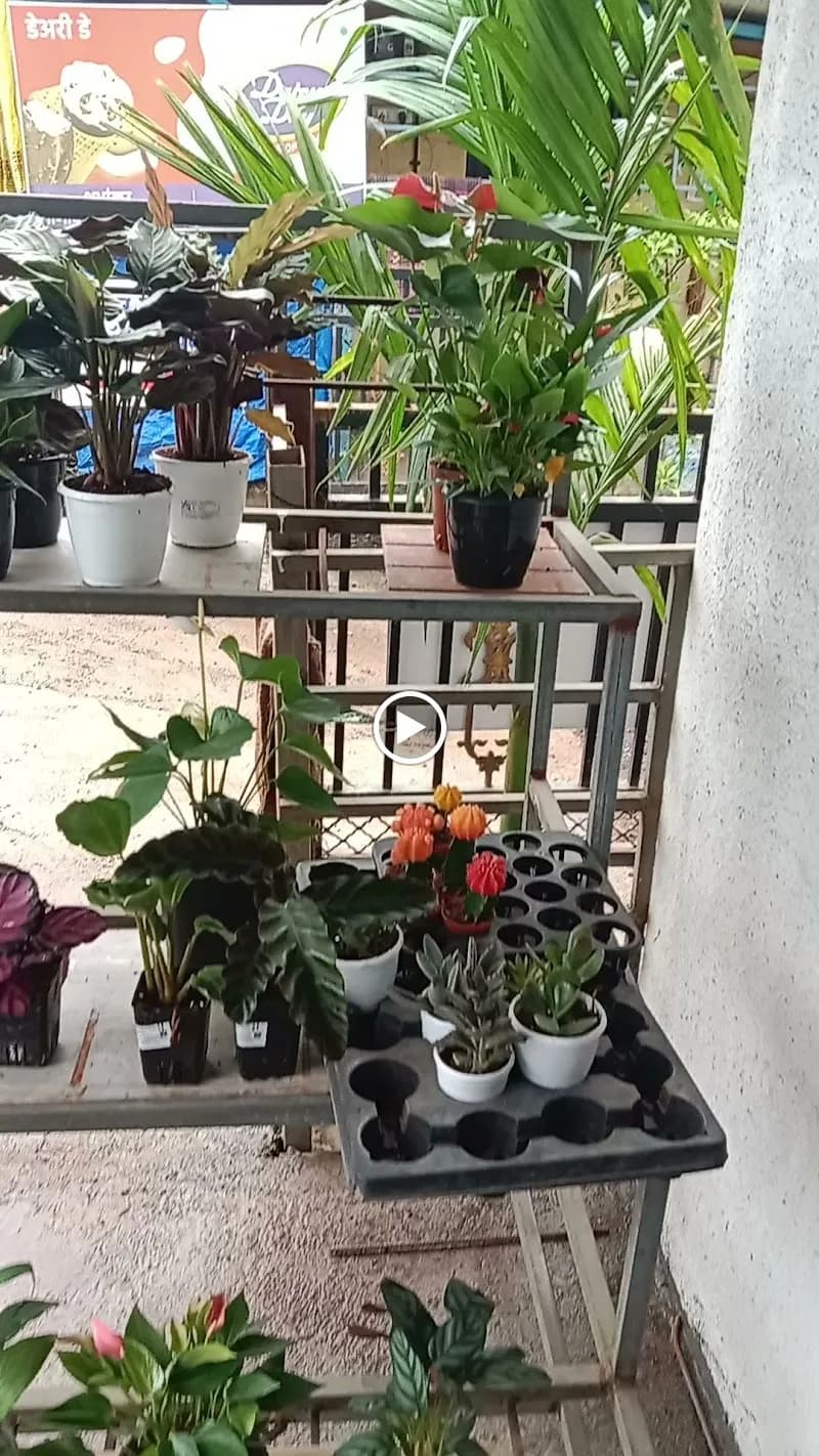 View of Local Mango Orchards in Khalapur, MH