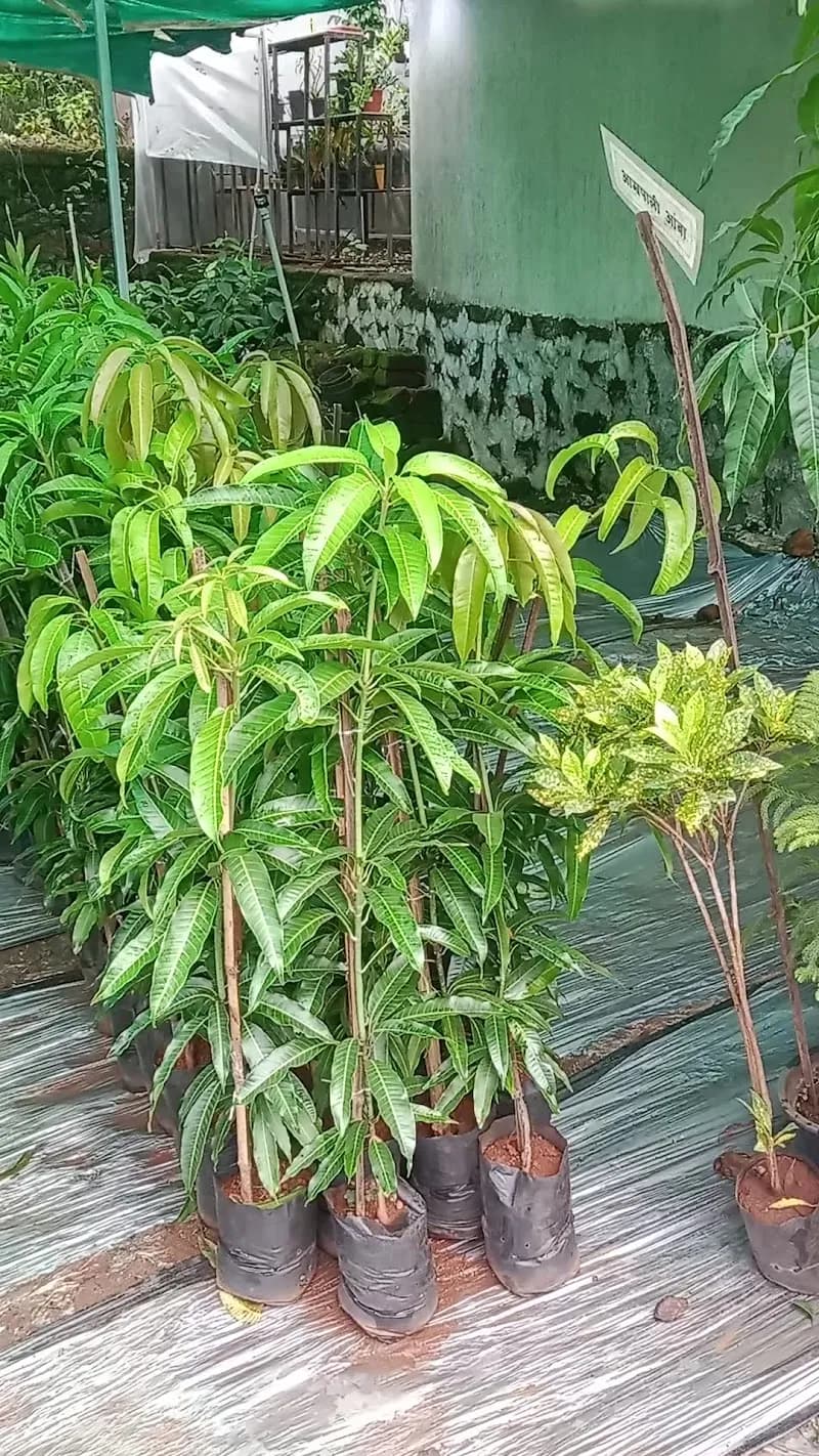 View of Local Mango Orchards in Khalapur, MH