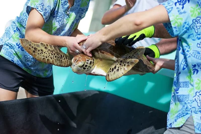 Loggerhead Marinelife Center tourist attraction in West Palm Beach, FL