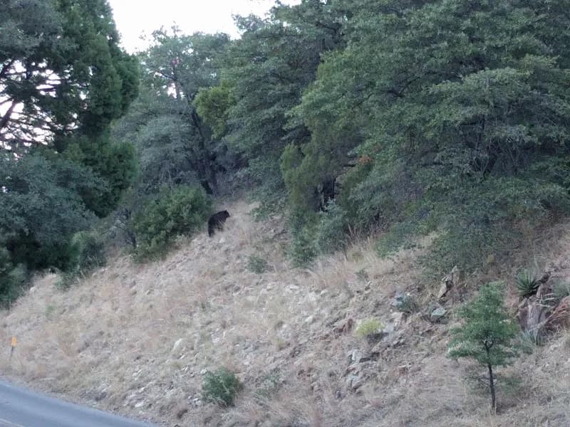 View of Madera Canyon in Green Valley, AZ