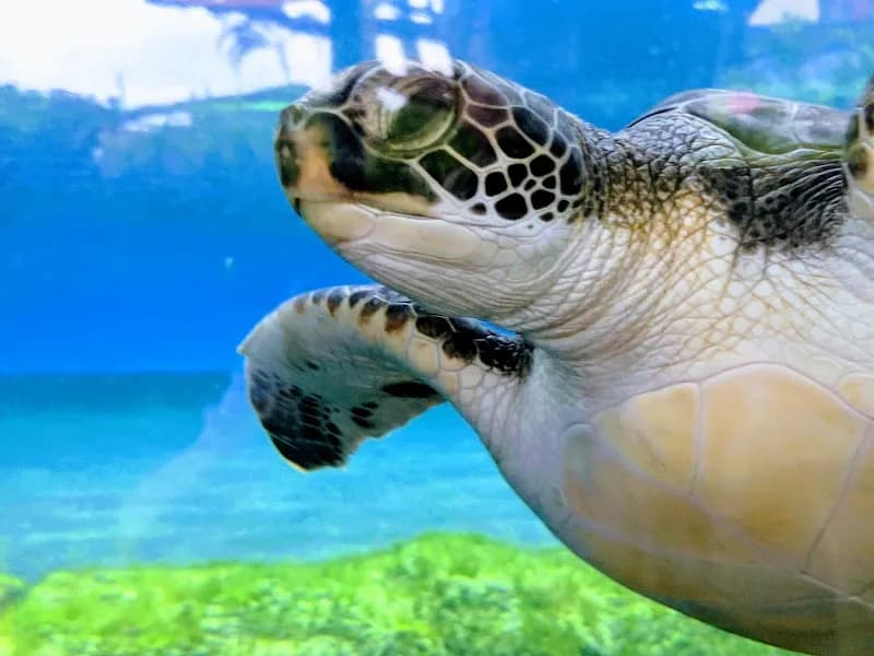 View of Maui Ocean Center, The Aquarium of Hawaii in Maui, HI