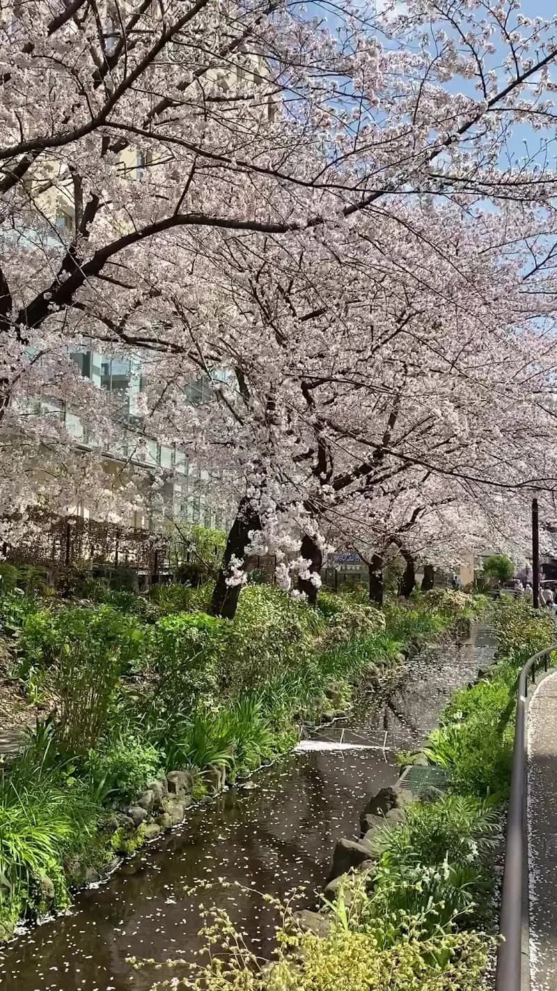 View of Meguro River Cycling Path in Setagaya, Tokyo