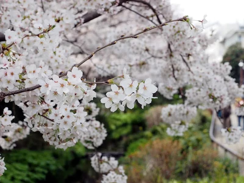 View of Meguro River Cycling Path in Setagaya, Tokyo